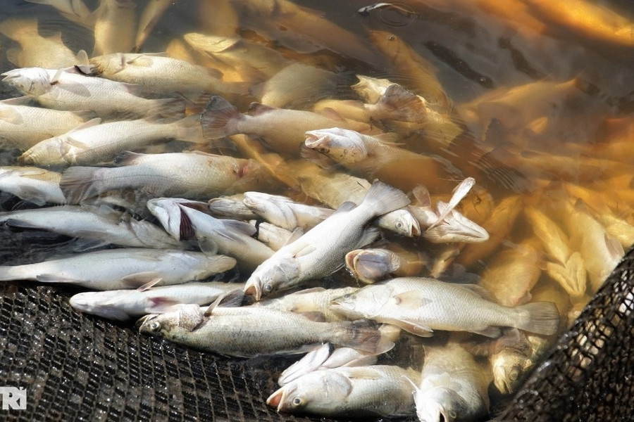 Tìm ra nguyên nhân khiến 50 tấn cá chết hàng loạt ở Hà Tĩnh