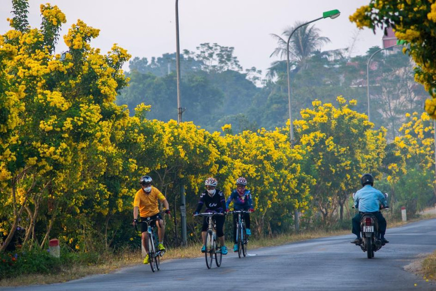 Con đường nở hoa chuông vàng rực rỡ ở ngoại thành Hà Nội gây 'bão mạng'