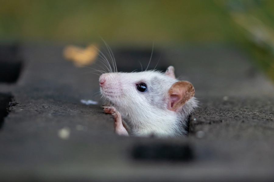 Nghiên cứu mới: Trí tưởng tượng được tìm thấy ở loài chuột
