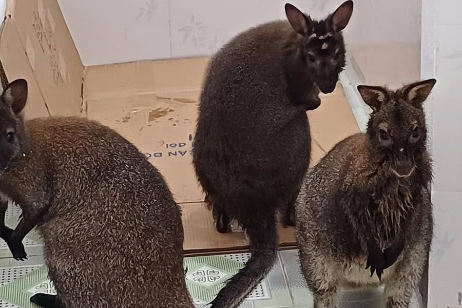 Vì sao nuôi nhốt 3 con chuột túi ở Cao Bằng trong nhà vệ sinh?