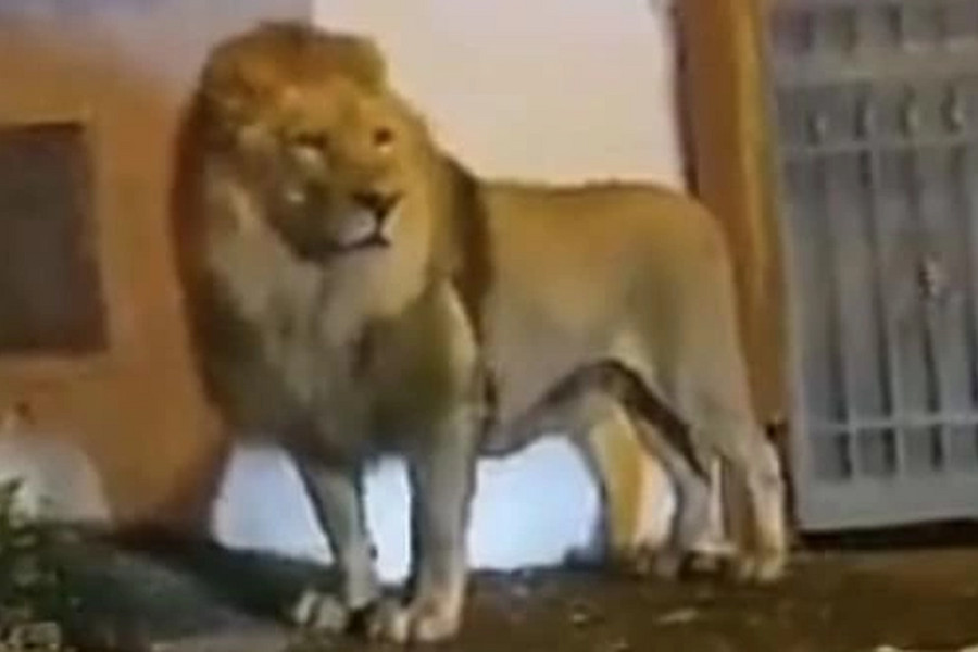 Sư tử thản nhiên 'dạo phố', người dân được yêu cầu ở yên trong nhà
