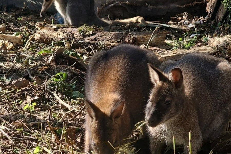 Bốn cá thể chuột túi bắt đầu thích nghi với cuộc sống bán hoang dã