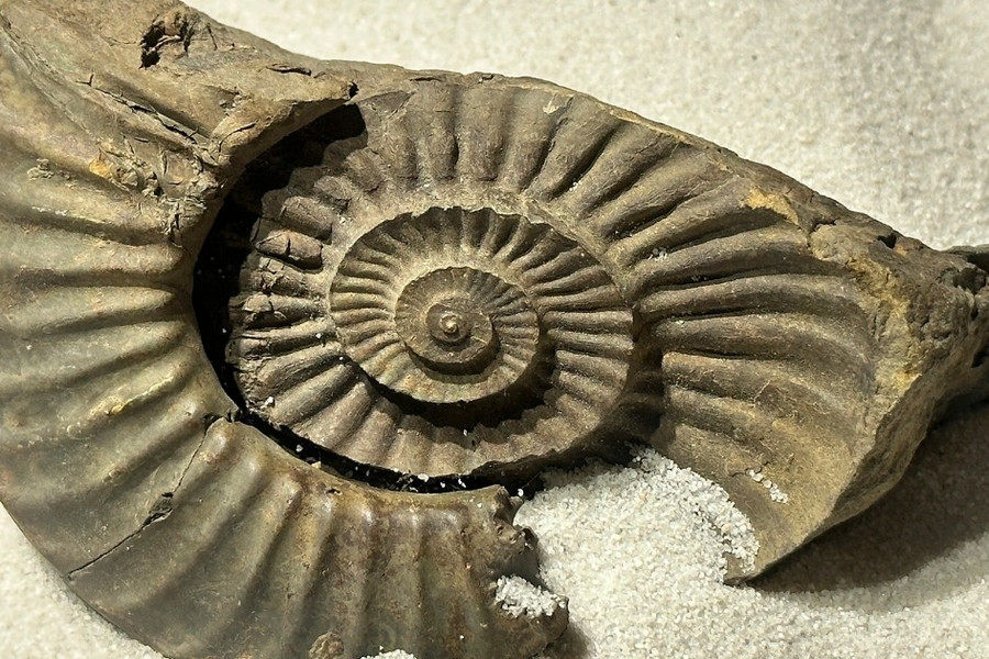 Hóa thạch tuyệt đẹp từ hàng trăm triệu năm trước được trưng bày tại Hà Nội
