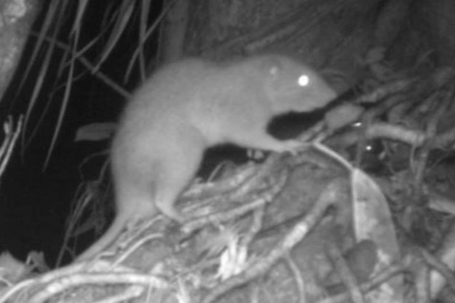 Chuột khổng lồ cực hiếm được tìm thấy ở đảo Solomon