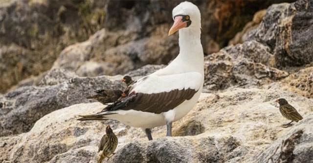 Chim sẻ 'ma cà rồng' chuyên uống máu chim điên