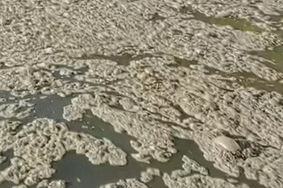 Trang trại nuôi hơn 15.000 con heo xả thải trực tiếp ra sông