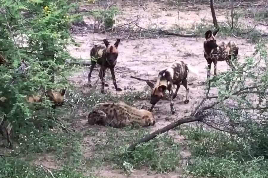 Kết cục bi thảm của linh cẩu khi lọt vào vòng vây chó hoang châu Phi