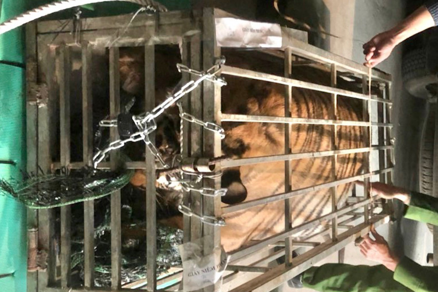 Bắt kẻ vận chuyển con hổ nặng 200kg ở Quảng Trị