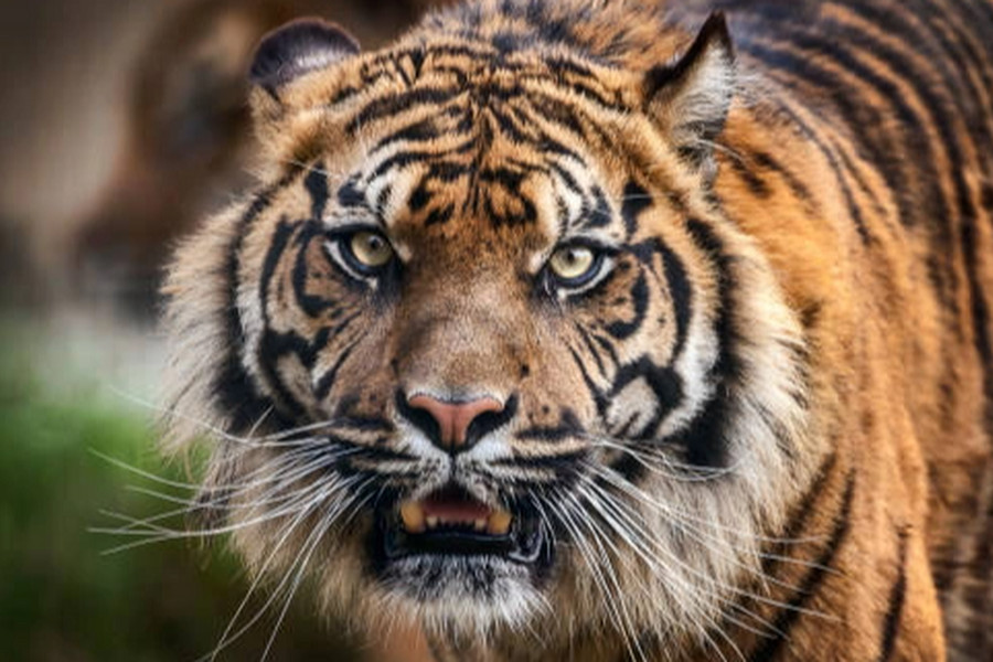 Thiếu niên 12 tuổi thoát chết may mắn khi bị hổ tấn công