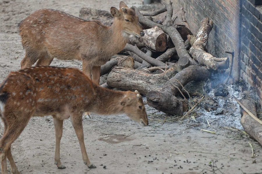 Đốt lửa, bật nước nóng để sưởi ấm cho động vật ở vườn thú Hà Nội