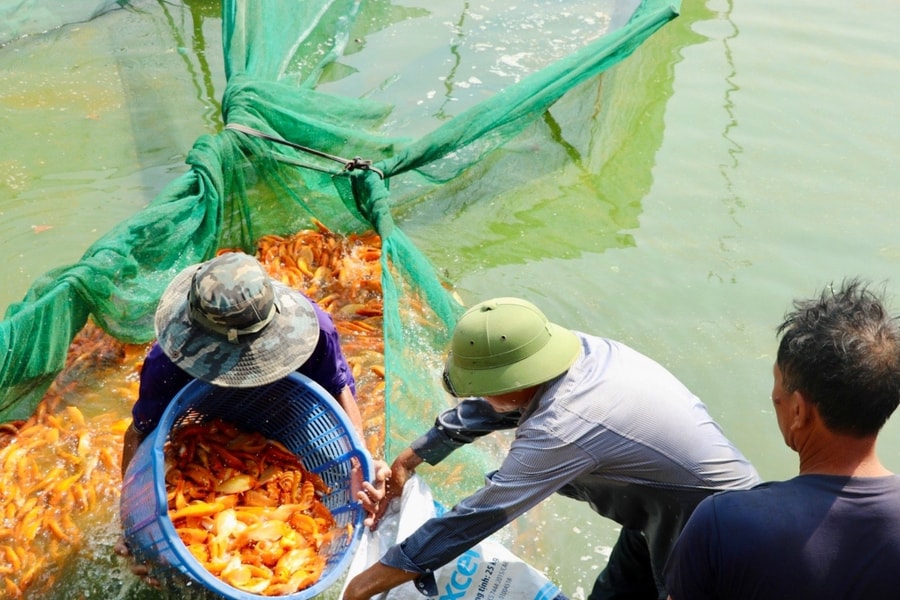 Cảnh nhộn nhịp ở những làng cá chép phục vụ Tết ông Công, ông Táo