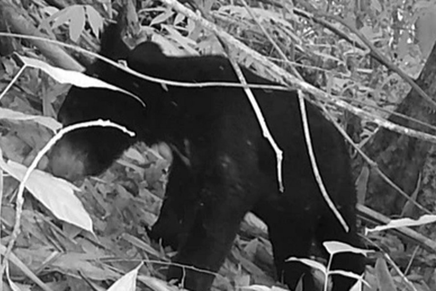 Phát hiện gấu ngựa quý hiếm ở khu bảo tồn thiên nhiên Pù Hu