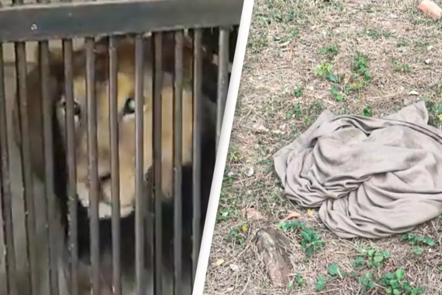 Người đàn ông mất mạng vì nhảy vào chuồng sư tử để chụp ảnh selfie