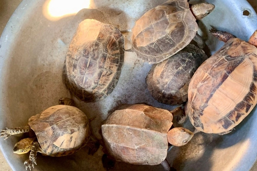 Người đàn ông phát hiện 6 cá thể rùa quý hiếm trong lúc đi hái lá dong