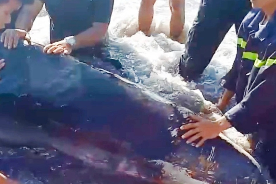 Giải cứu cá nhà táng 2 lần dạt vào bãi biển Quy Nhơn