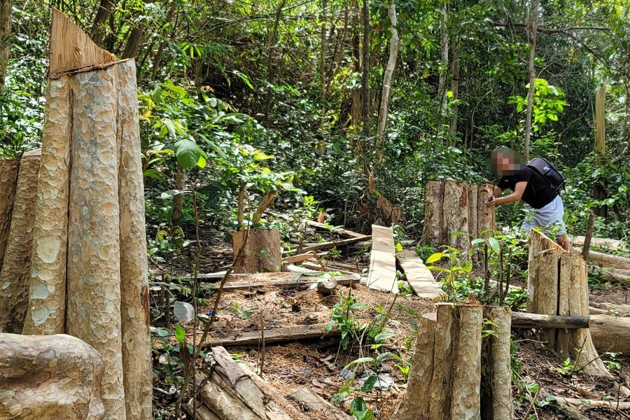 Giám đốc công ty lâm nghiệp bị kỷ luật cảnh cáo vì để rừng liên tục bị phá