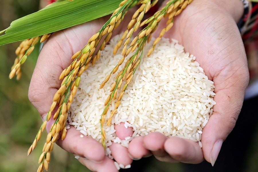 Giá gạo xuất khẩu của Việt Nam đột ngột giảm mạnh