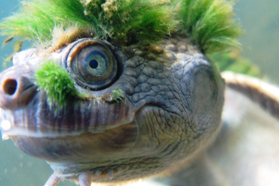 Kỳ lạ loài rùa tóc xanh có thể thở bằng mông trong 72 giờ