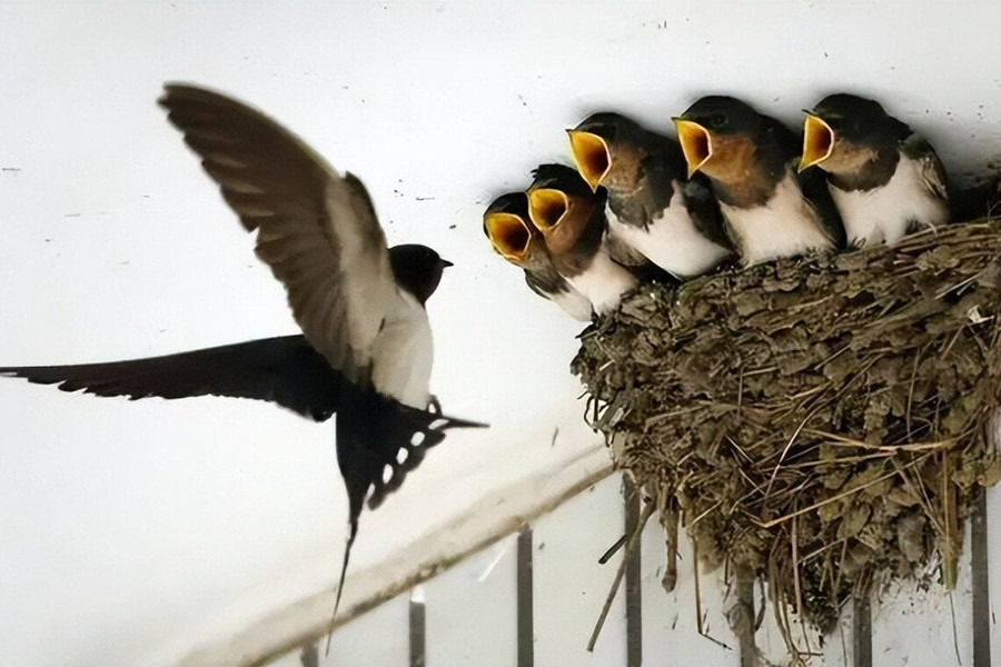 Chim làm tổ trong nhà nói lên điều gì về phong thủy?