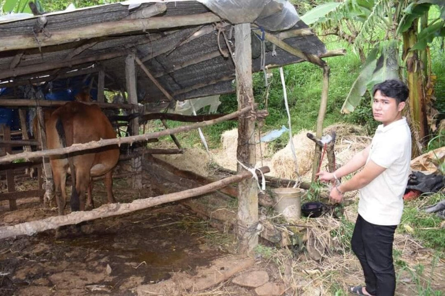 Phú Yên: Nam thanh niên thuê ô tô tải đi trộm bò đang mang thai