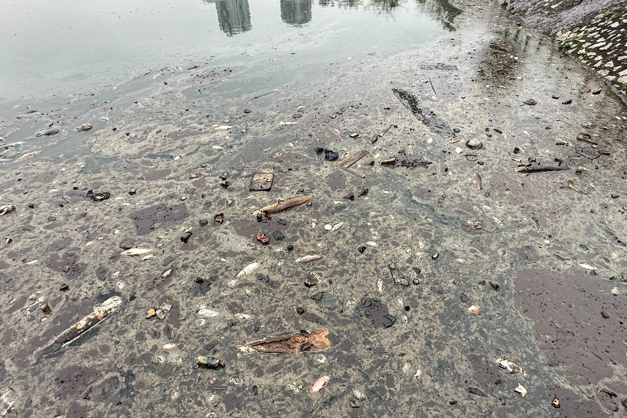 Hồ nước trong công viên 'độc nhất Đông Nam Á' bốc mùi vì cá chết