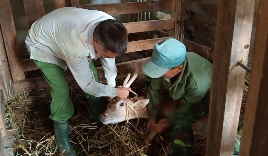 Người nuôi lo nhung hươu rớt giá, ế ẩm, cán bộ huyện nói do tâm lý, tin đồn