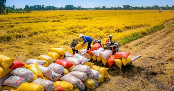 Hơn nửa năm 'thăng hoa, giá gạo Việt lao dốc