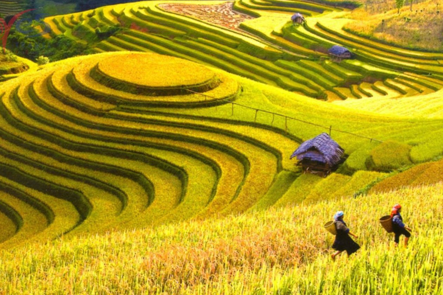 Mùa thu Việt Nam: Những điểm đến lý tưởng cho mùa du lịch tuyệt vời
