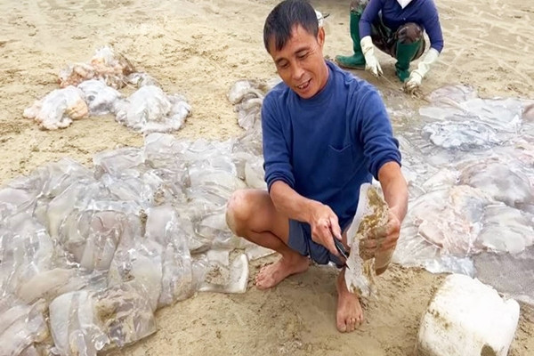 Ngư dân cắt nhỏ sứa trộn với cát biển, dân tình phẫn nộ vì 'mất vệ sinh', nghe giải thích mới ngỡ ngàng