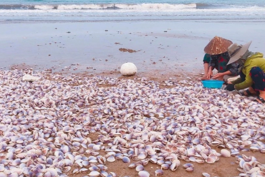 Hàng tấn ngao tím dạt vào bờ biển, người dân đổ xô nhặt về ăn