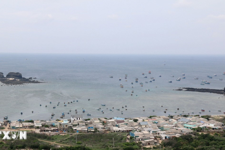 Lãnh đạo huyện đảo Phú Quý bác bỏ thông tin có nhiều ổ rắn độc trên đảo