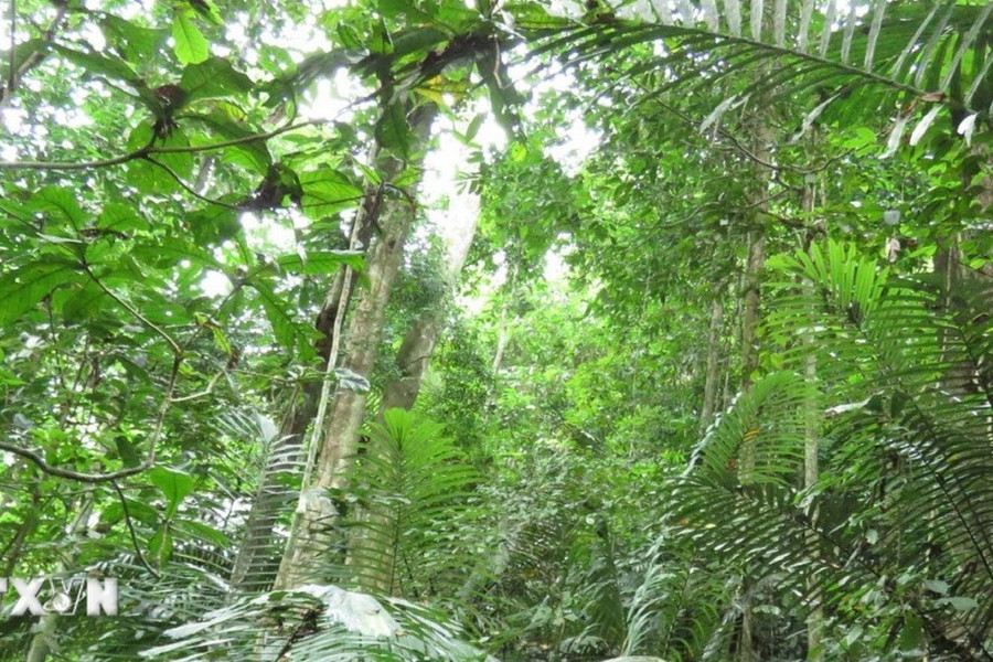 Phú Yên: Không còn hiện tượng người dân vào rừng tìm trầm theo tin đồn