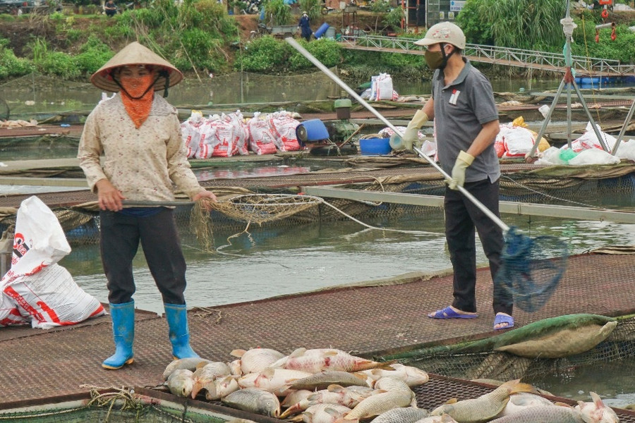 Gần 1.000 tấn cá chết ở Hải Dương: Đề nghị Bộ Nông nghiệp vào cuộc