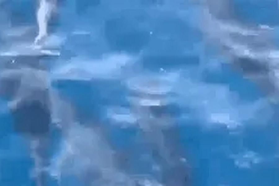 Đàn cá heo hơn 100 con bơi tung tăng trên vùng biển Phú Yên