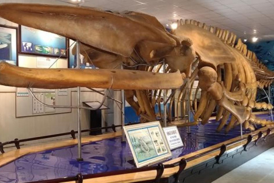 Đến bảo tàng cổ, nghe kể chuyện xưa về sinh vật biển khổng lồ và nàng tiên cá