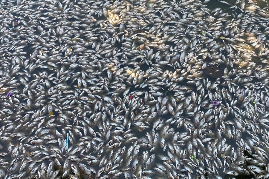 Cá chết hàng loạt ở hồ Bàu Sen có thể do thay đổi thời tiết