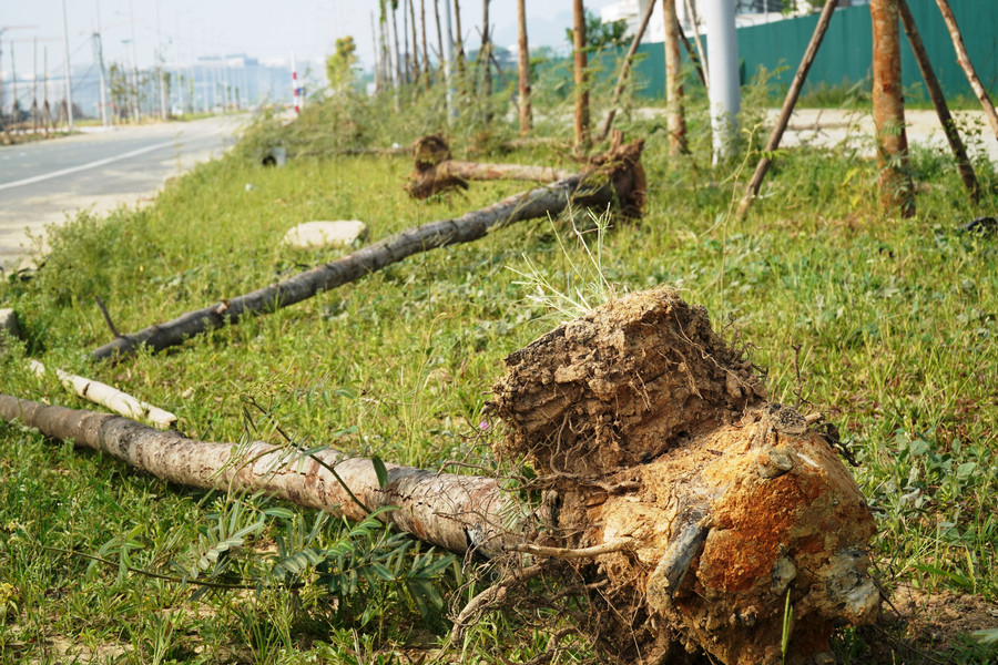 Cây xanh chết hàng loạt tại dự án đô thị xanh 'nghìn tỷ'