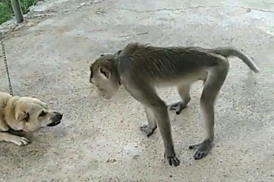 Khỉ xông vào nhà dân tấn công người ở Nghệ An