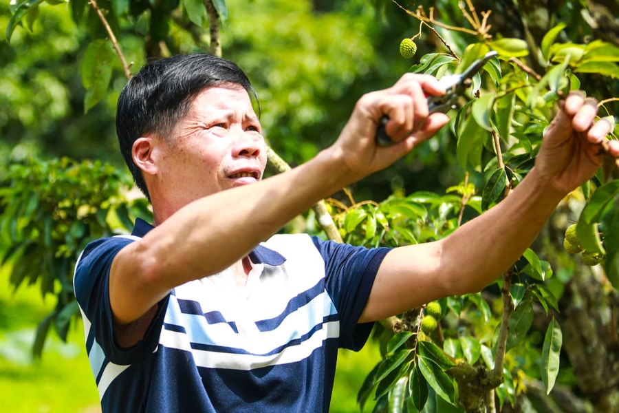 'Thủ phủ' vải mất mùa chưa từng có sau 30 năm, giá tăng gấp rưỡi