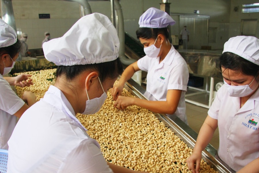 Volatility in cashew prices raises supply chain breakage risk