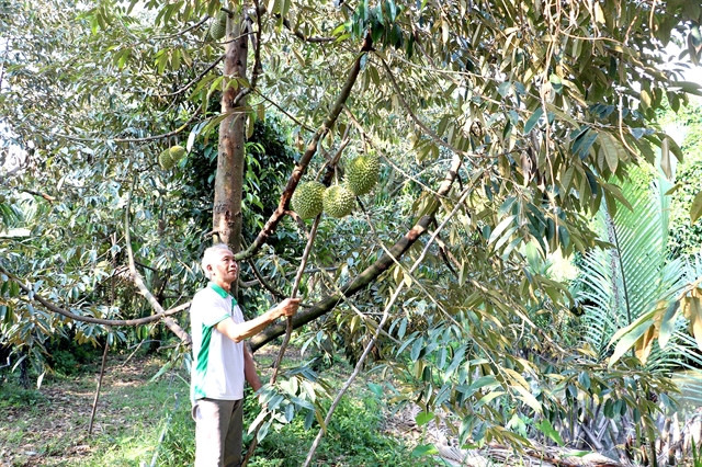 Tiền Giang aims to get production codes for more fruit growing areas