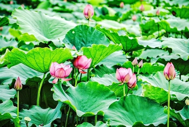 Hà Nội to host first ever lotus festival