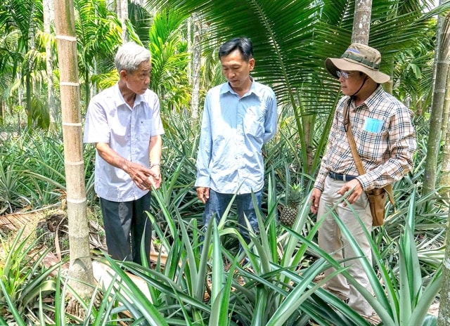 Kiên Giang farmers get big profits by intercropping plants