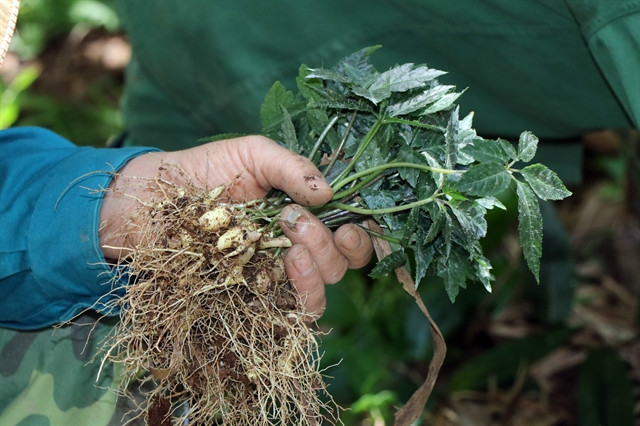 Scientific research and quality standards needed to enhance Vietnamese ginseng’s value