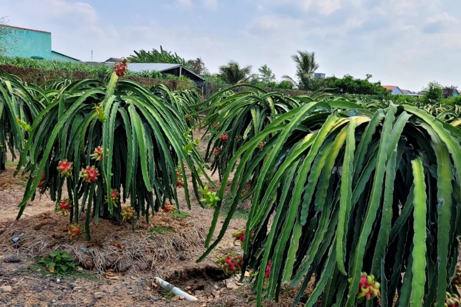 Giá thanh long ở Tiền Giang giảm do cung vượt cầu