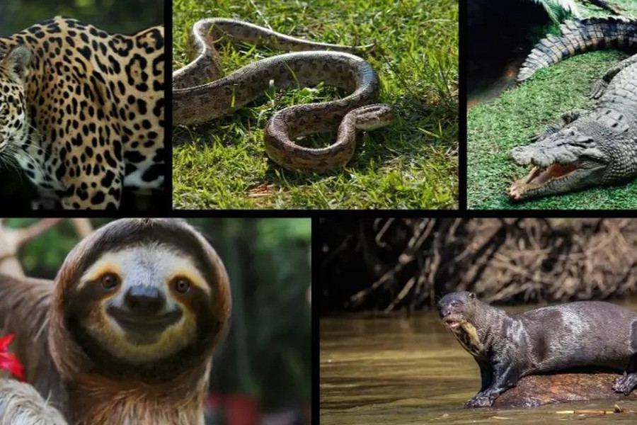 Châu lục nào đang có nhiều loài động vật sinh sống nhất hiện nay?