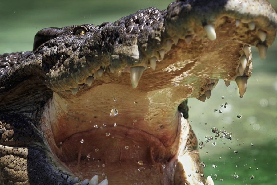 Kiểm lâm tiêu diệt con cá sấu cắn chết người