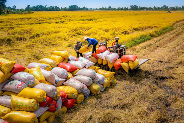 Khách Âu - Mỹ mua giá đắt đỏ, loại hạt trắng ngần của Việt Nam thu về 2,9 tỷ USD