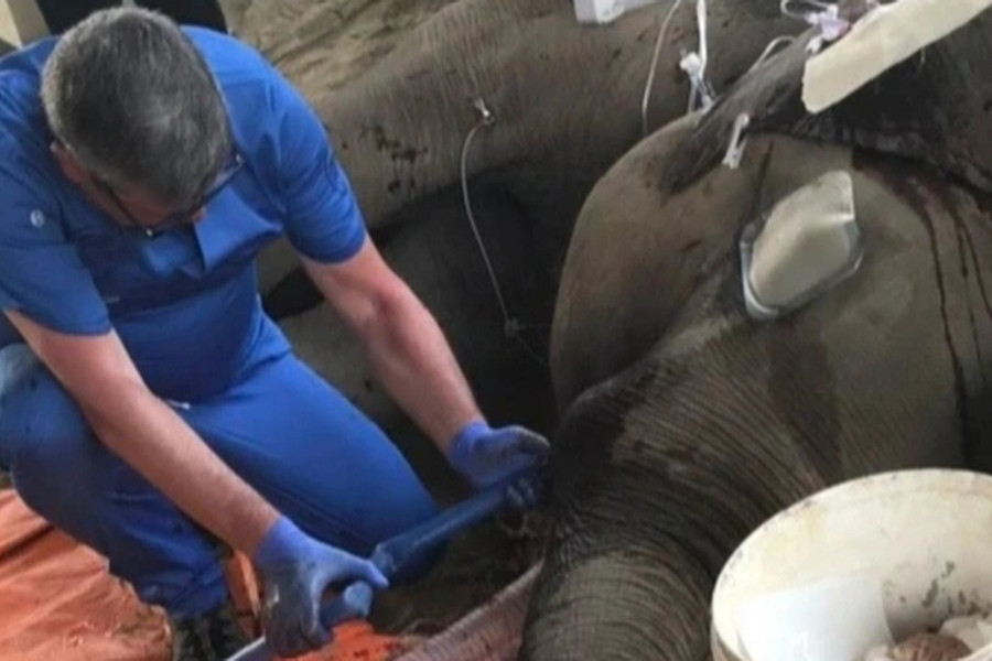 Chuyên gia nước ngoài nhổ bỏ ngà, cứu con voi 8 tuổi ở Đắk Lắk