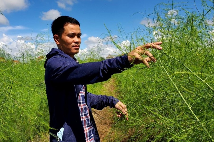 Đầu tư trồng măng tây, thu lãi tiền triệu mỗi ngày